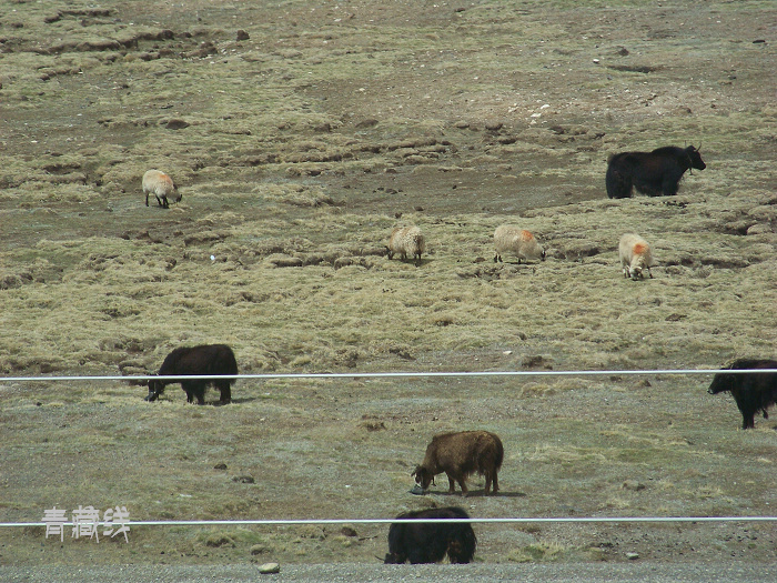 20110607i15-16 (72)ţ.jpg