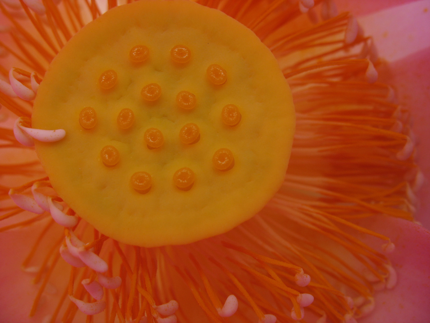 Ƭ 098.jpg