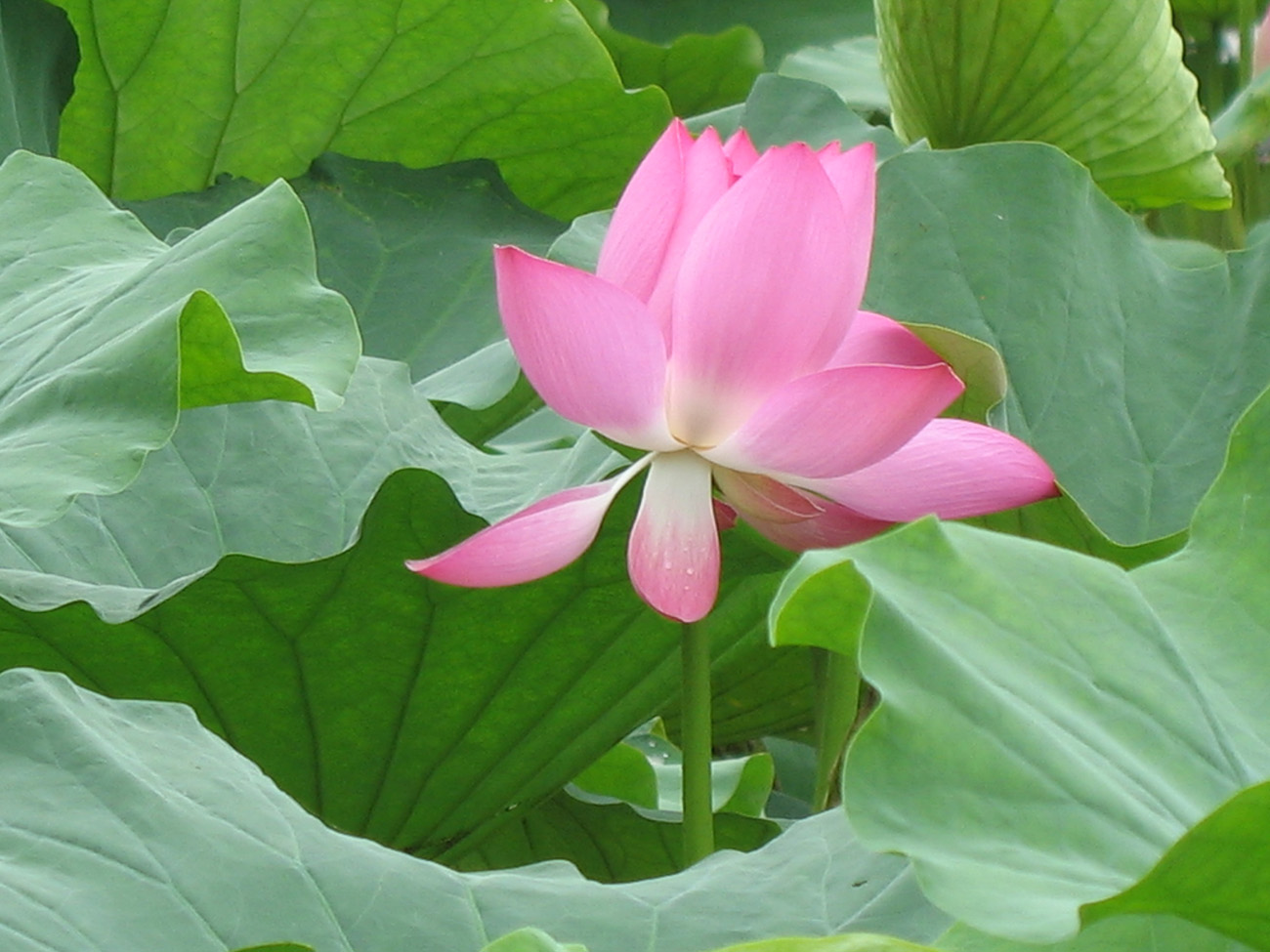 Ƭ 006.jpg