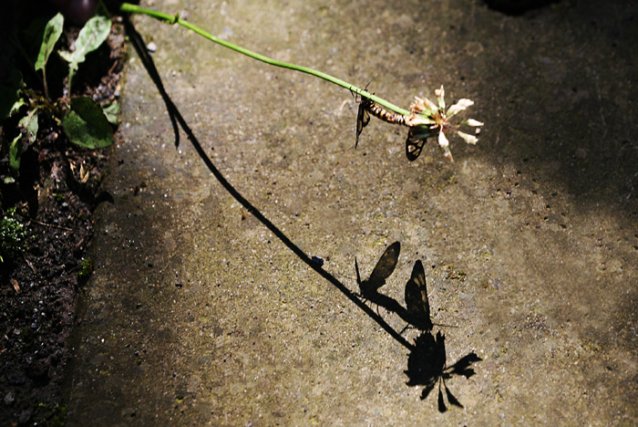 Ƭ 804.jpg