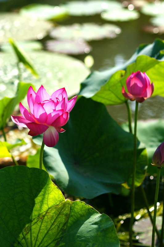 dsc08643.jpg