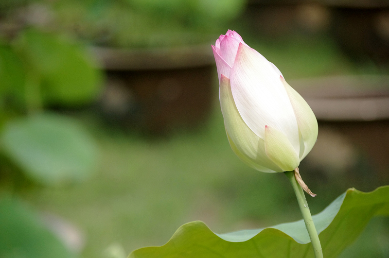 imgp0385.jpg