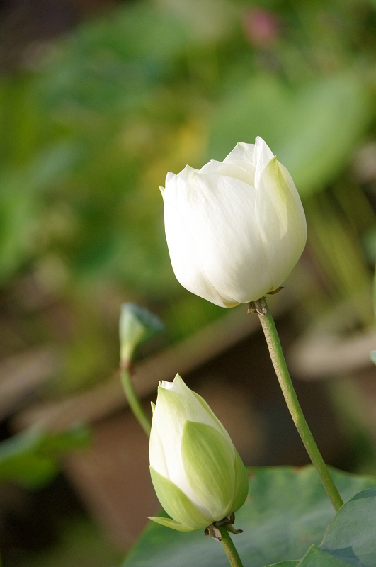 imgp0576.jpg