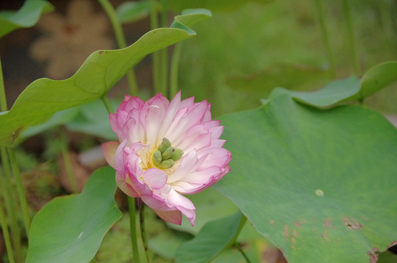 imgp0395.jpg