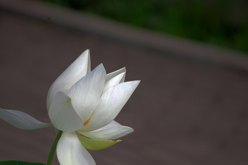 imgp0458.jpg