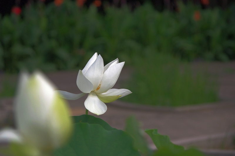 imgp0460.jpg