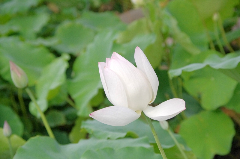 imgp0422.jpg