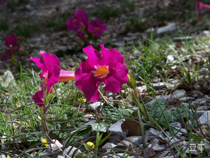 20110618jĴǶ (297).jpg