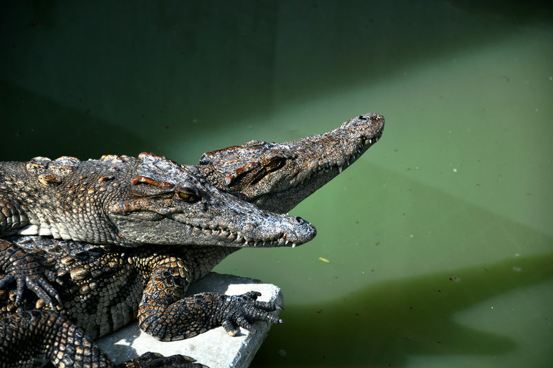dsc_3363.jpg