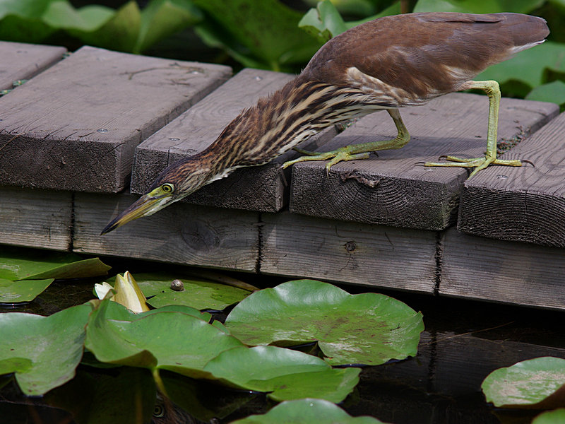 imgp2919.jpg