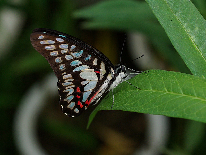 imgp3016.jpg