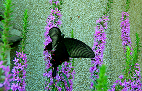 dscn9559__.jpg