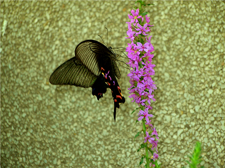 dscn9569__.jpg