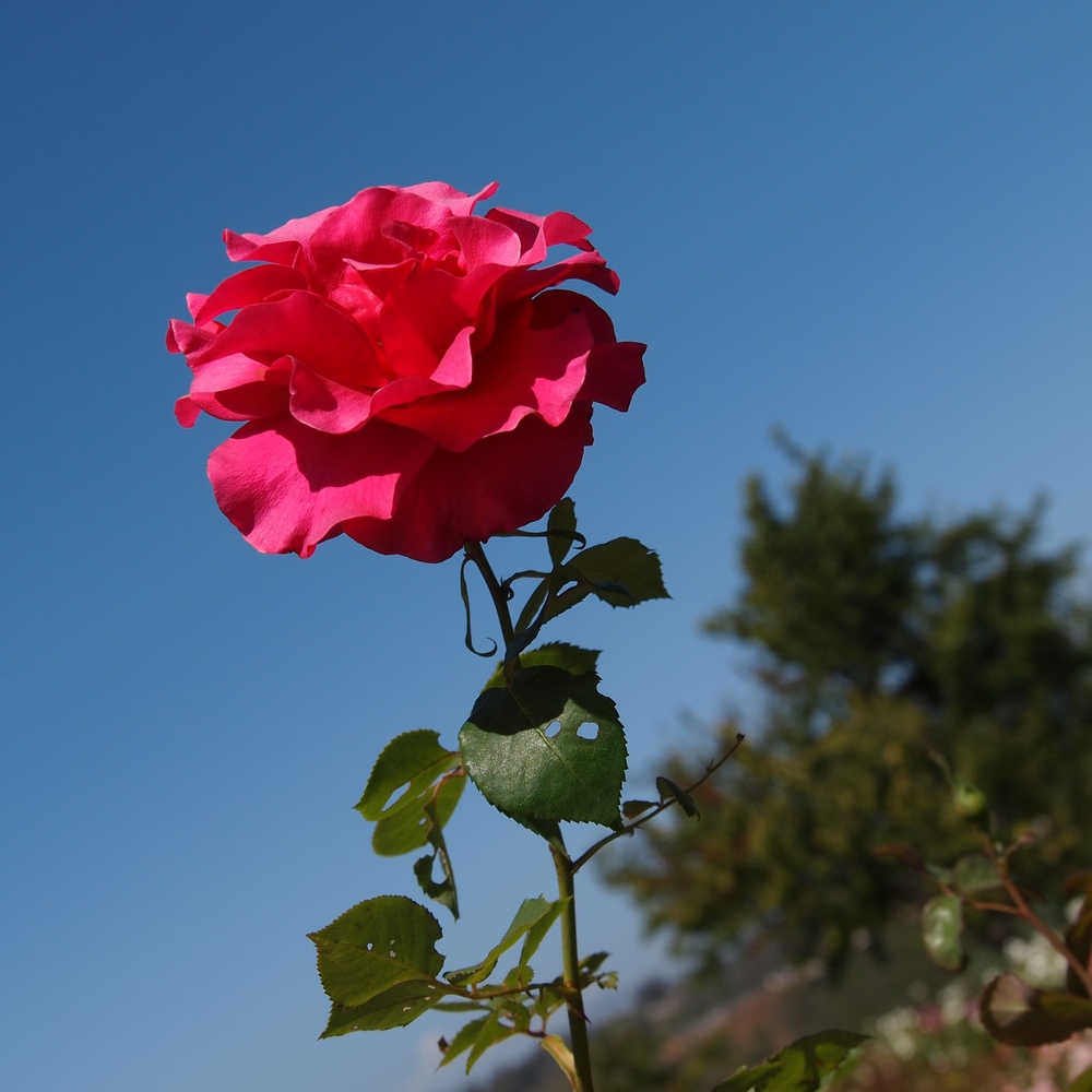 k1101315.jpg