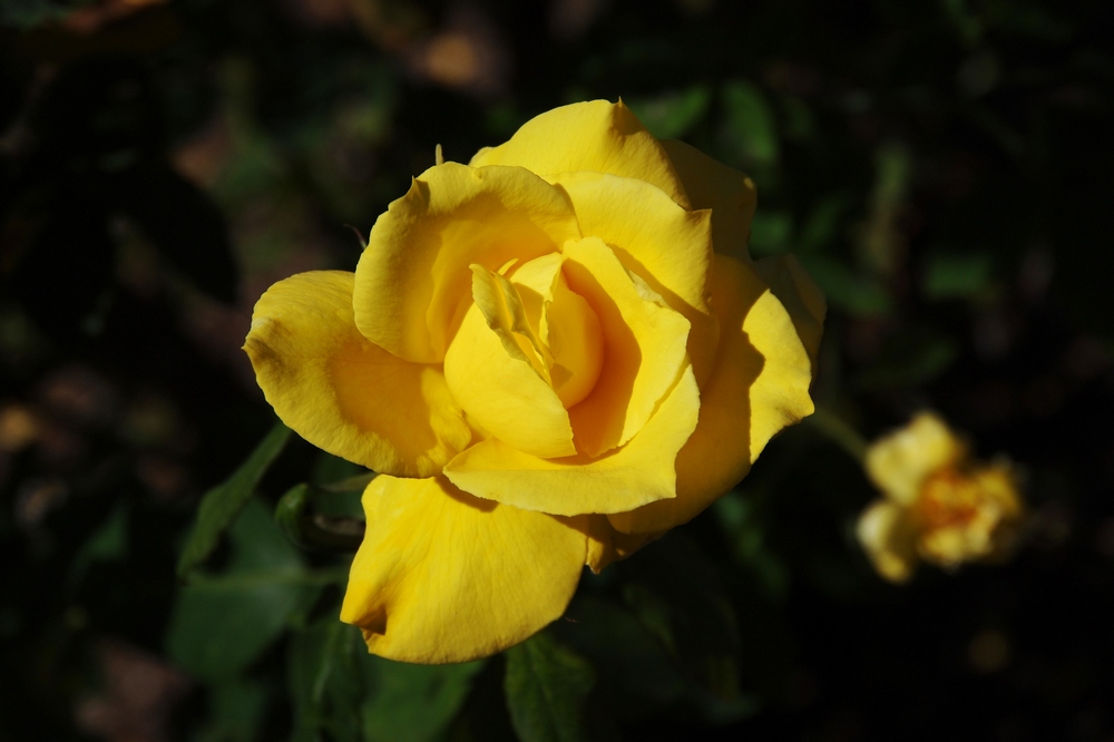 k1101359.jpg