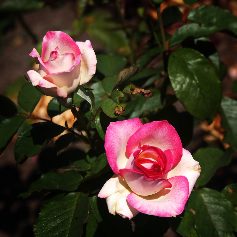 k1101310.jpg