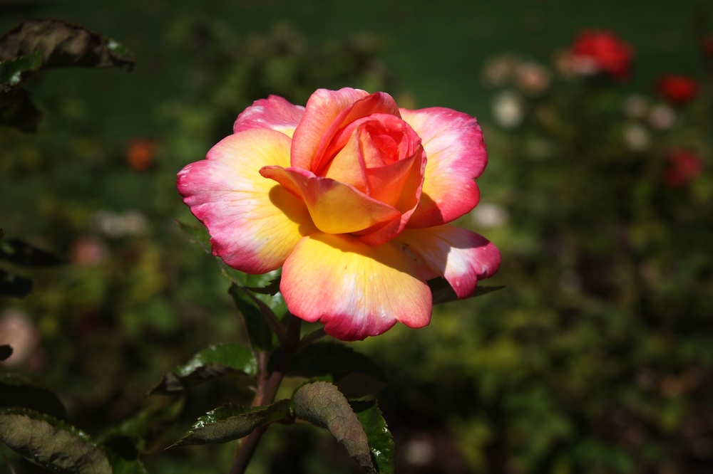 k11013381.jpg