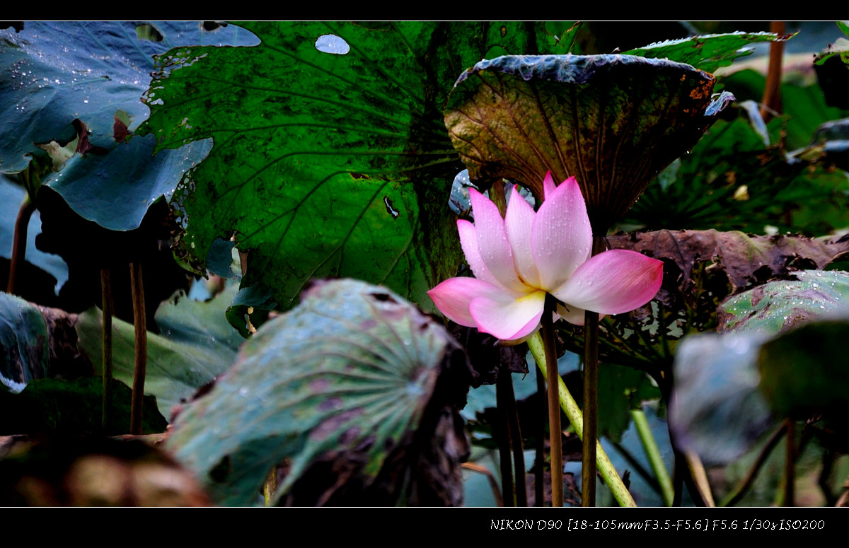 dsc_0016-2.jpg