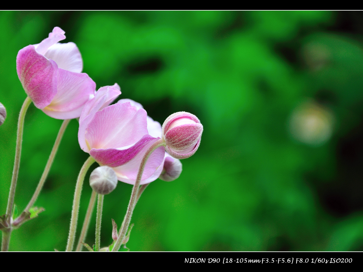 dsc_0028.jpg