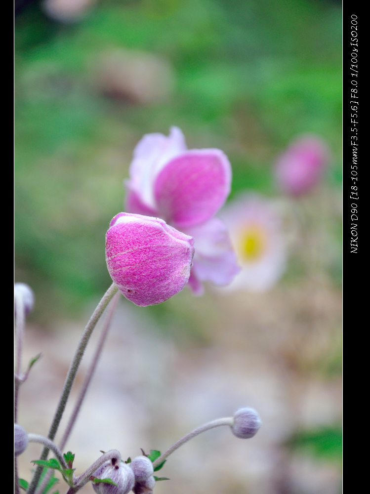 dsc_0022.jpg