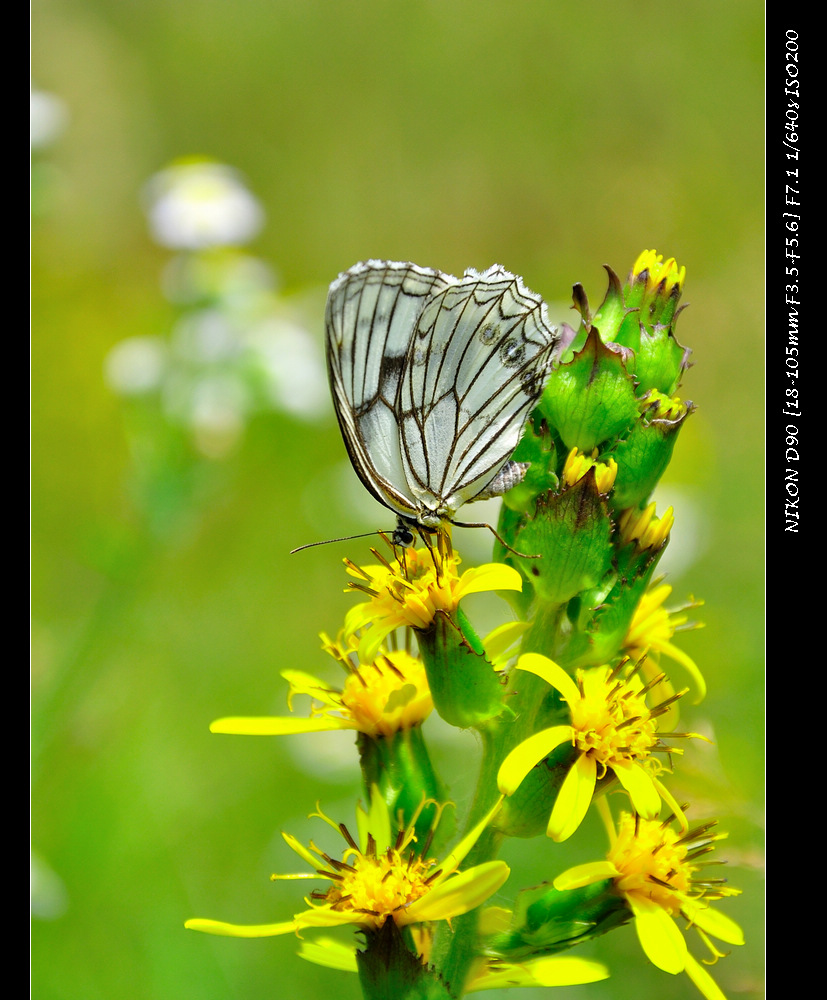dsc_0052_01.jpg