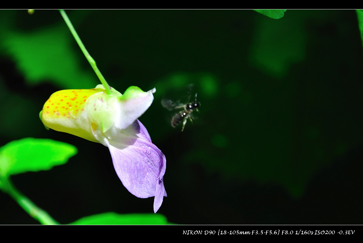 dsc_0330.jpg