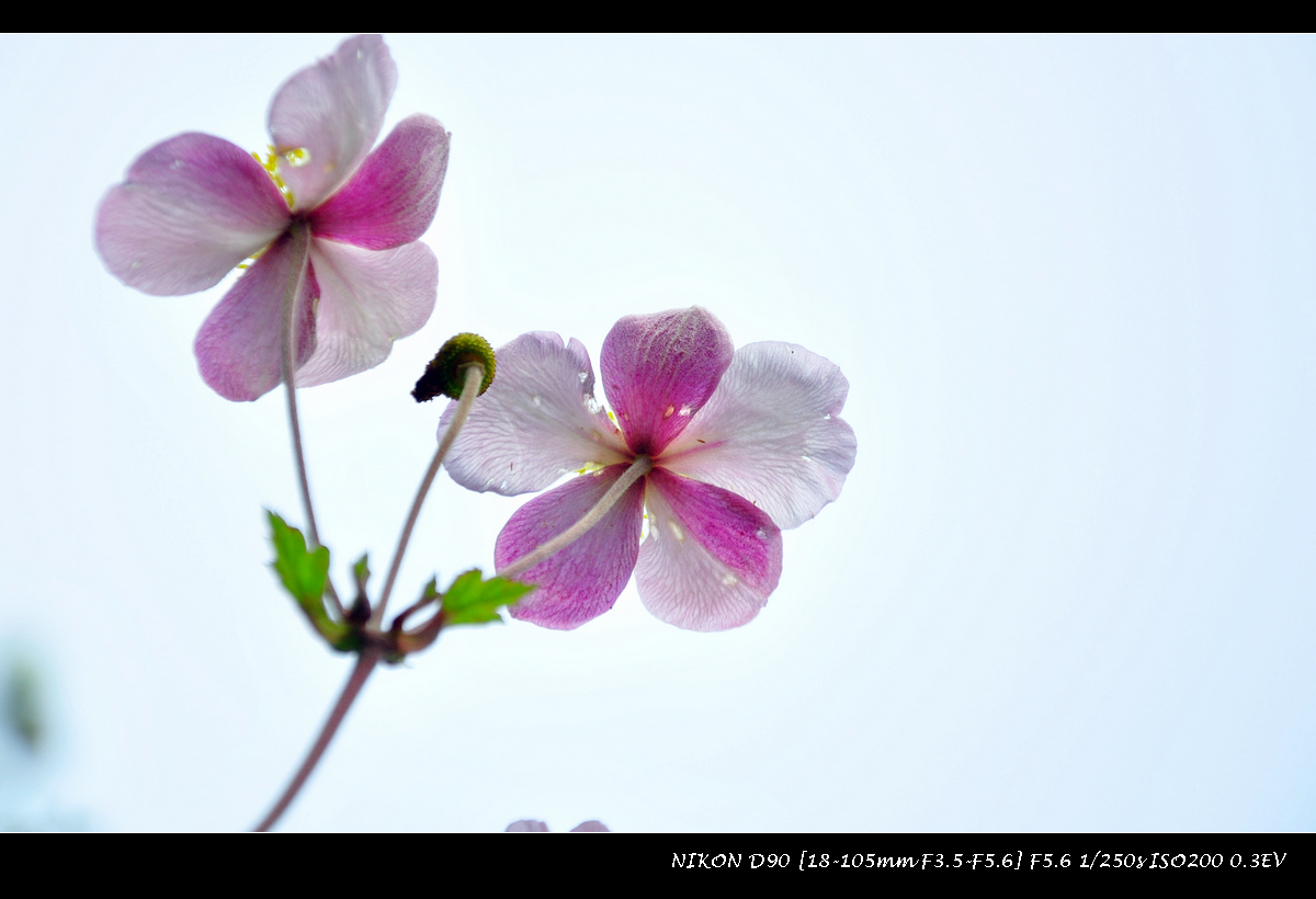 dsc_0230.jpg
