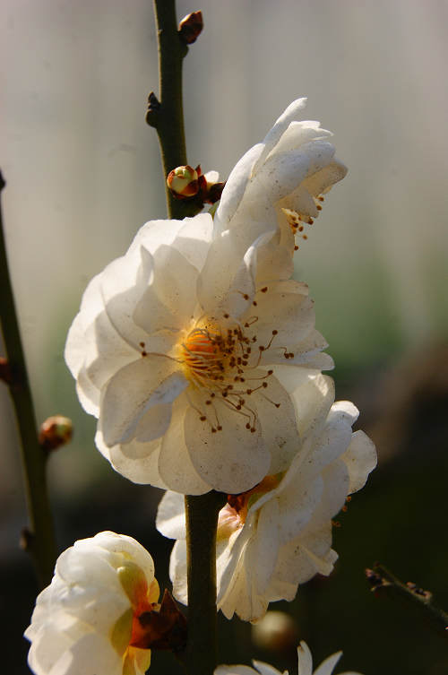 dsc02936.jpg