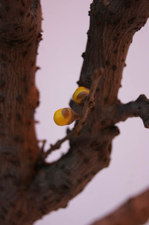 dsc02995.jpg
