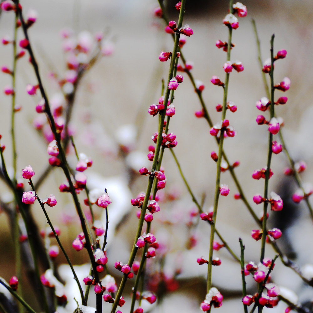 _dsc8703.jpg
