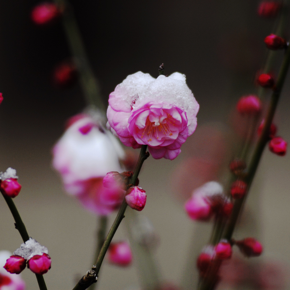 _dsc8706.jpg