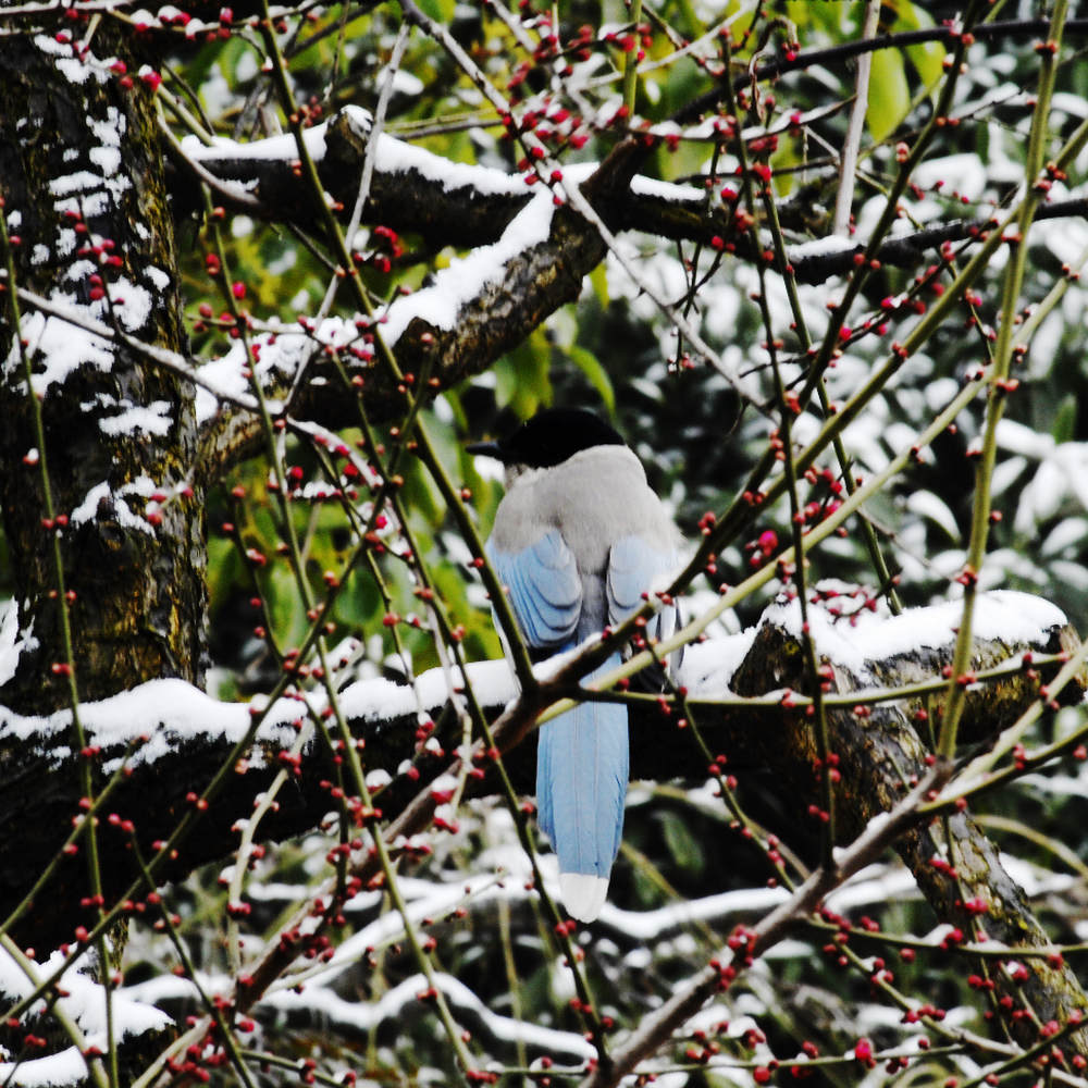 _dsc8732.jpg