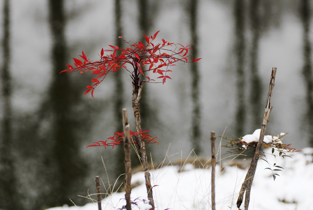 _dsc8793.jpg