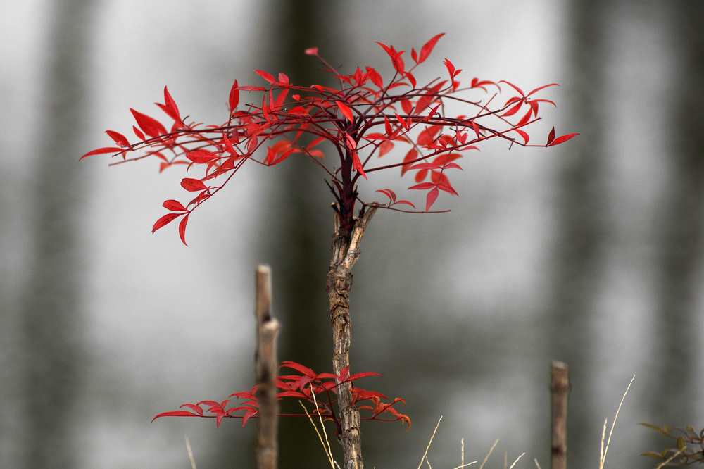 _dsc8787.jpg