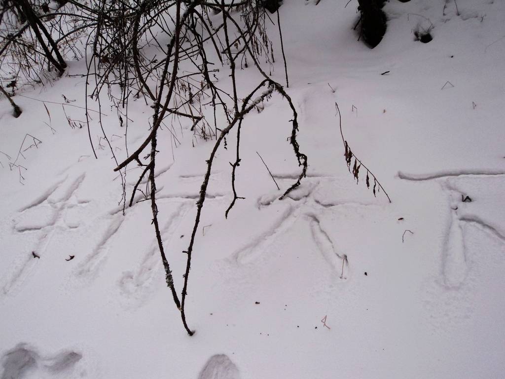dsc04454.jpg
