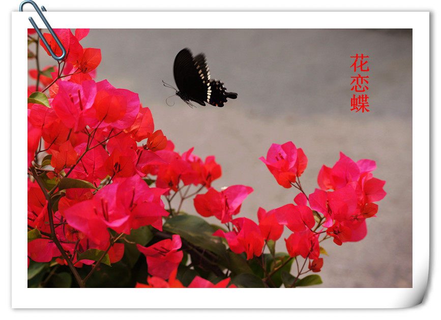 dsc06765_.jpg