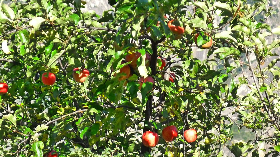 p1020447_.jpg