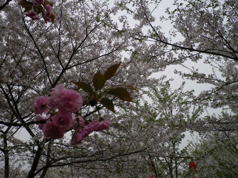 imgp0198.jpg