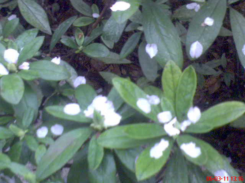 dsc00044.jpg