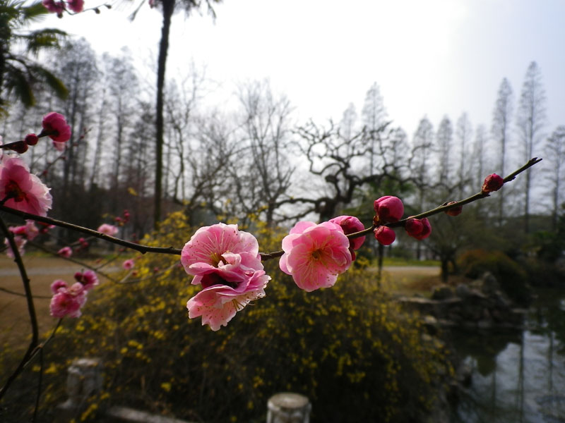 imgp0975.jpg
