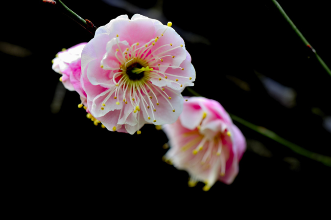 _dsc0574.jpg