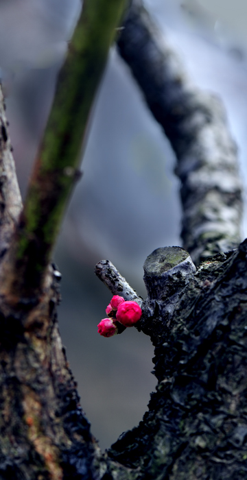_dsc0590.jpg