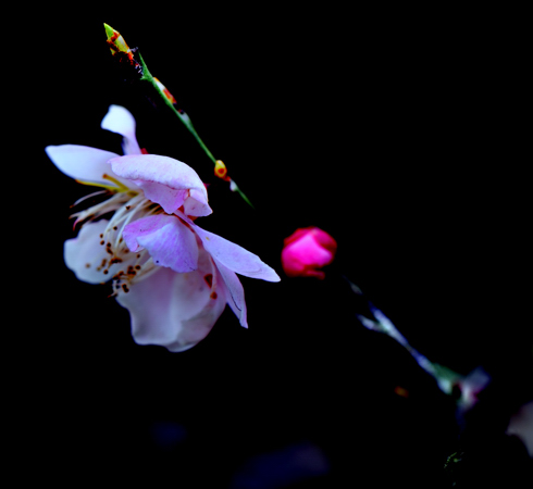 _dsc0603.jpg