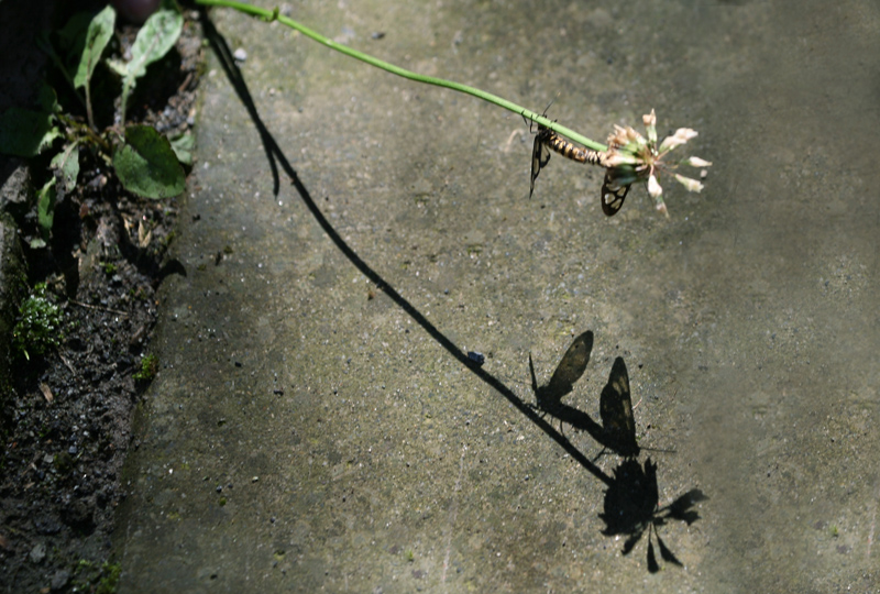 ֮ 2011727 .jpg