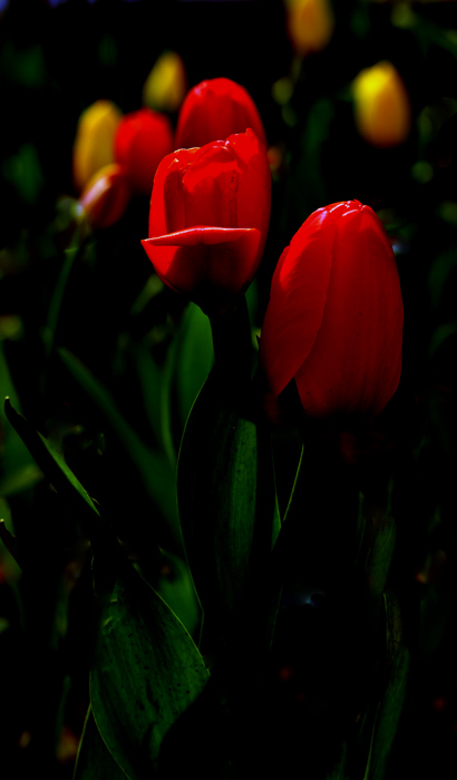 _dsc0742.jpg