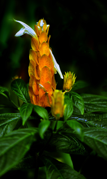 _dsc0815.jpg