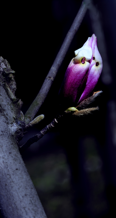 _dsc0996.jpg