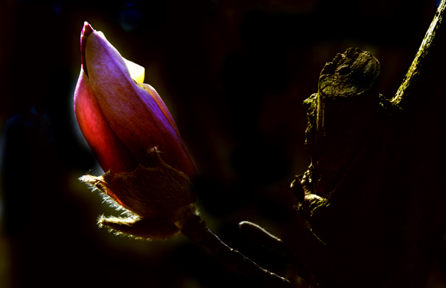 _dsc1001.jpg