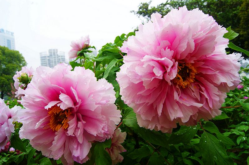 dsc08585.jpg