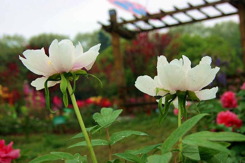 dsc08640.jpg
